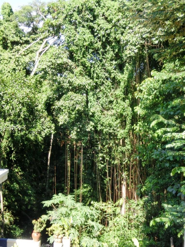 Latugu Homestay Ubud ห้อง รูปภาพ