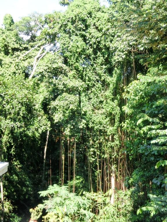 Latugu Homestay Ubud ภายนอก รูปภาพ
